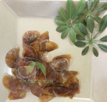 high quality conch dried operculum yellow seashells topshells - product's photo