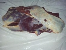 indian halal fresh boneless buffalo bled - product's photo