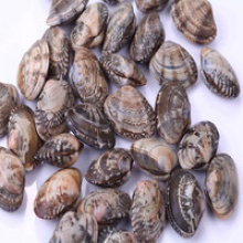 vacuum frozen cooked clam with shell from china - product's photo