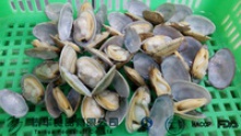 frozen hot seling cooked nature taste clam products - product's photo