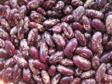 new crop purple kidney bean - product's photo