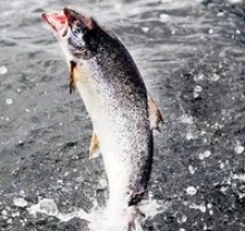 frozen atlantic salmon - product's photo