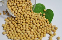 non gmo soybean seed - product's photo
