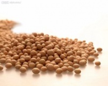 fine quality soybeans and oils - product's photo