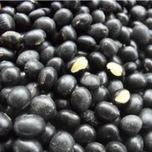 provide black bean with yellow kernel black soya bean - product's photo