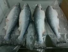 g tuna fish whole round - product's photo