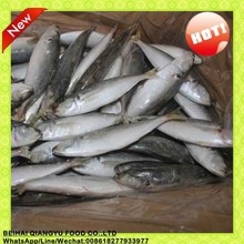 iqf freezing process and mackerel variety frozen round scad fish - product's photo