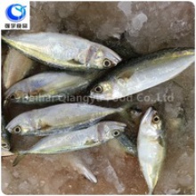 wholesale frozen fish indian mackerel whole round - product's photo