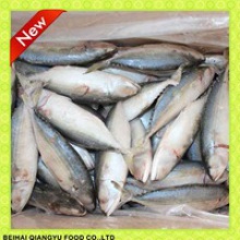 fresh frozen indian mackerel whole round with mackerel fish factory  - product's photo