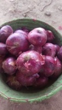 fresh onions - product's photo