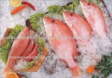 frozen red mullet sea fish - product's photo