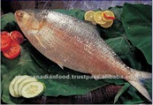high quality sea water whole frozen fish - product's photo