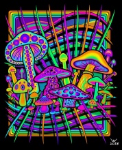 buy magic mushrooms canada - product's photo
