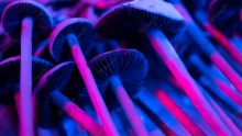 buy magic mushrooms online - product's photo