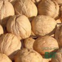 wholesale cheap price wide dried walnuts in shell - product's photo