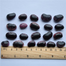 black purple speckled kidney beans china origin dry pinto beans - product's photo