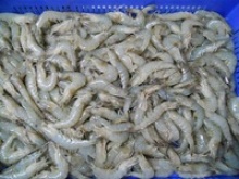 frozen white vannamei shrimp - product's photo