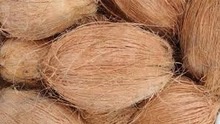 fresh indian semi husked coconut - product's photo