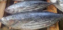 frozen skipjack tuna fish - product's photo