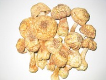 dried agaricus subrufescens - product's photo