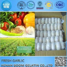 china fresh garlic - product's photo