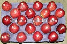 fresh apple fruit for sale - product's photo