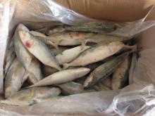 indian mackerel - product's photo
