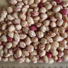 light speckled kidney beans agricultural products spanish - product's photo