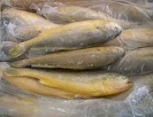 frozen big mouth silver & yellow croaker fish - product's photo
