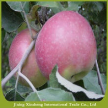 apple fruit specification - product's photo