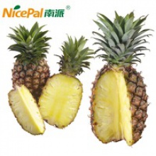 natural spray dried fresh pineapple fruit beverage powder - product's photo