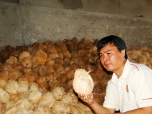 semi husked coconuts - product's photo