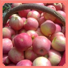from china sweet fresh huaguan apple fruit by hand - product's photo