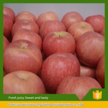 china fresh fruits red delicious fuji apples - product's photo