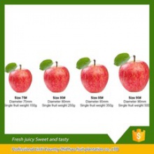 export fresh red delicious apple fruit fresh apple best price fuji app - product's photo