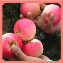 best price!!! fresh red gala apple for sale - product's photo