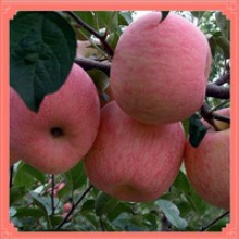 washington fresh red apple huanguan apple from china - product's photo
