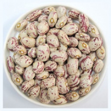 beans legumes exporter - product's photo