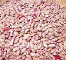 high quality organic pink kidney beans  - product's photo