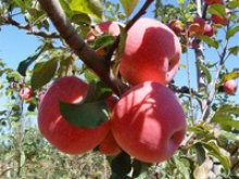 new crop fruits bulk red fuji apple price - product's photo