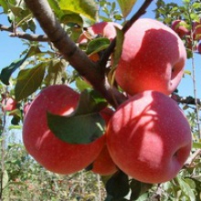 high quality chinese fresh red juicy apple fruit - product's photo