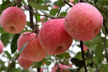 fiji apples - product's photo