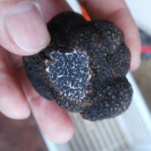 wild fresh black mushroom truffle - product's photo