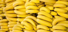 fresh bananas fruit - product's photo