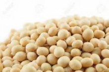 quality non-gmo / organic soybean - product's photo