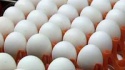 fresh white eggs - product's photo