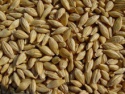 barley for animal feed - product's photo