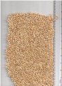 barley - product's photo