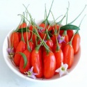 lycium barbarum fruits dried goji berries - product's photo