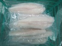 good qualiy frozen pangasius fillet - product's photo